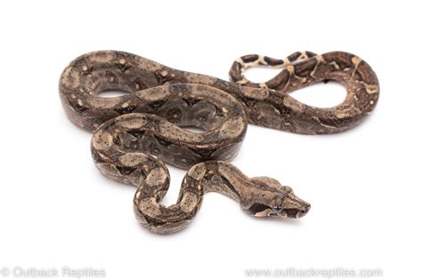 Nicaraguan Boa Stock Outback Reptiles