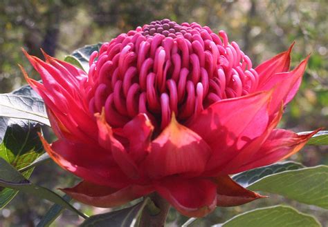 waratah nature flower hd wallpaper