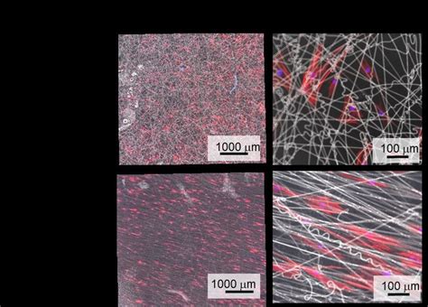 Adhesion Morphology And Alignment Of Human Mesenchymal Stem Cells