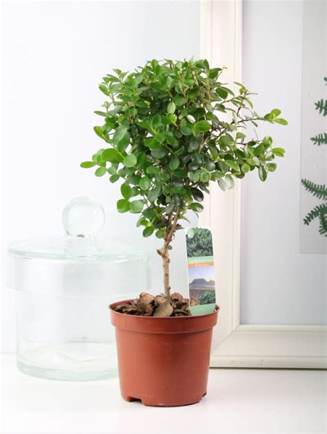 Мирсина Африканская ⌀9 25 см купить в Москве с доставкой | Магазин ...