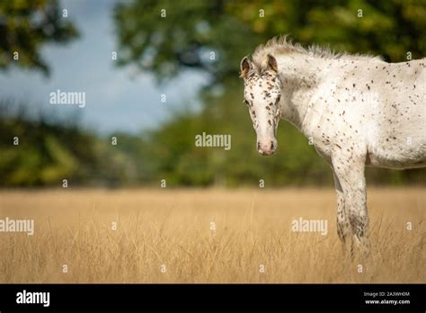 Appaloosa horse spotted hi-res stock photography and images - Alamy