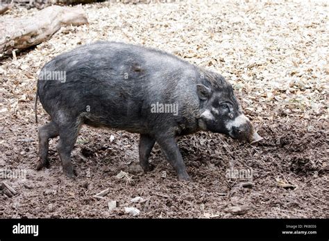 Visayan warty pig (sus cebifrons negrinus) a critically endangered species native to the ...