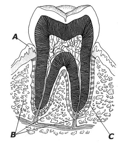 Dental Terminology Lesson 2 Flashcards Quizlet