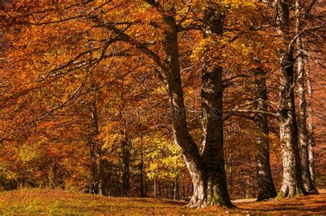 Paisaje Hermoso Del Otoño Con Los árboles Y El Sol Follaje Colorido