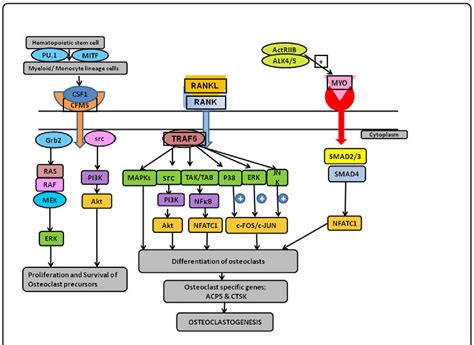 Ras Pi K Signaling Pathway Triggers Downstream Cascade Reactions