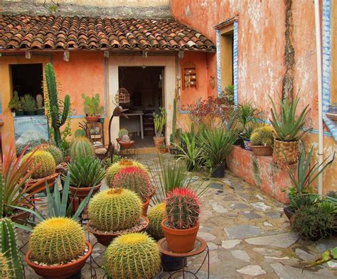 Cactus Au Mexique Mexique Decouverte Mexican Garden Cactus