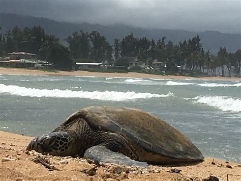 Sea Turtle Hawaii - Free photo on Pixabay - Pixabay