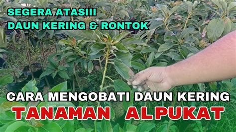 Cara Mudah Mengatasi Daun Kering Pada Tanaman Alpukat YouTube