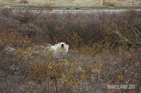 Polar Bear Conservation at The Maryland Zoo