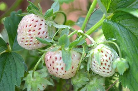 Daržinė braškė White Dream Fragaria x ananassa