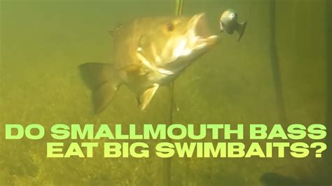 Do Smallmouth Bass Eat Big Swimbaits Shorts Youtube