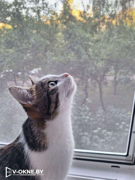 Антикошка москитная сетка на окна, купить антикот Pet Screen Минск