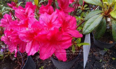 Азалия японская Арабеска Купить Киев цена фото описание Азалии японской ...