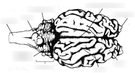 cbns  lab practicum dorsal view diagram quizlet