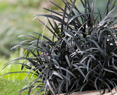 Офиопогон японский | Огородники