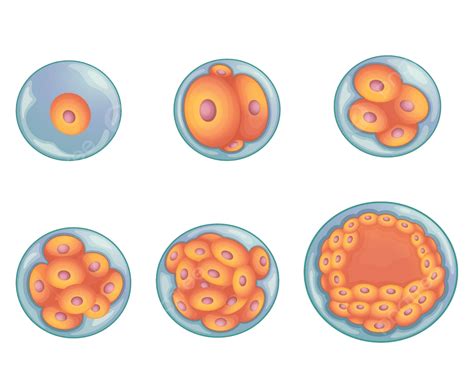Stages In Human Embryonic Development White Blastocyst Illustration ...