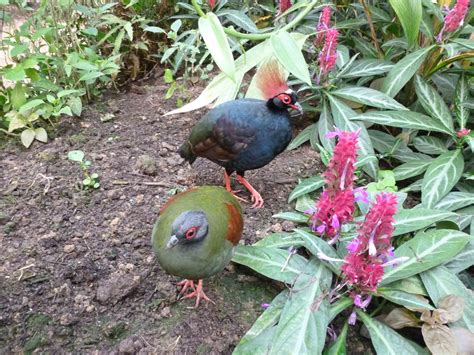 Naturospace Honfleur Jardin Zoo Serre à Papillons Normandie