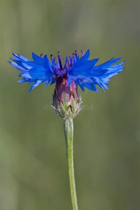 Centaurea cyanus stock image. Image of bluebottle, green - 15606541