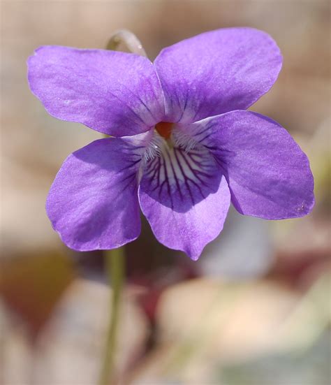 File:Alpine Violet Viola labradorica Flower 1453px.jpg - Wikimedia Commons
