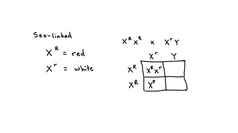 Question Of Eye Color In Fruit Flies Is A Sex Linked Trait Red Eye Color Is Dominant Over