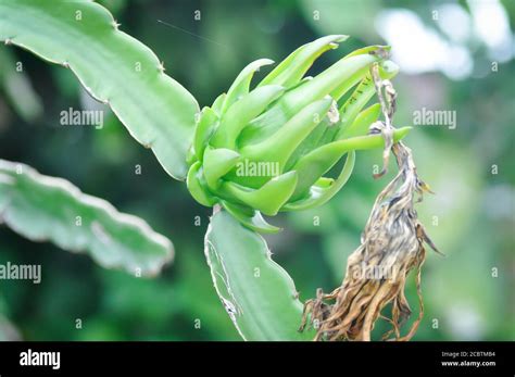 Pianta Da Frutto Del Drago Immagini E Fotos Stock Alamy