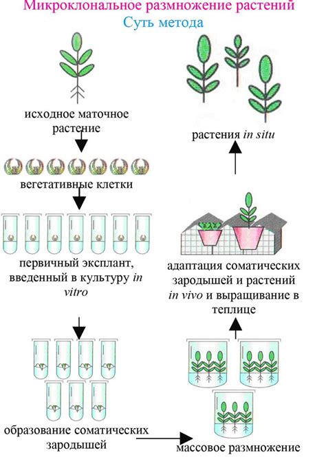 Клонирование растений. Как это устроено. | Старое логово ботаника | Дзен