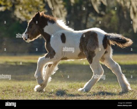 Gypsy Vanner Horse foal Stock Photo - Alamy