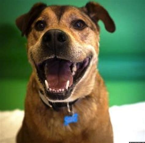 maxfund animal shelter denver 3