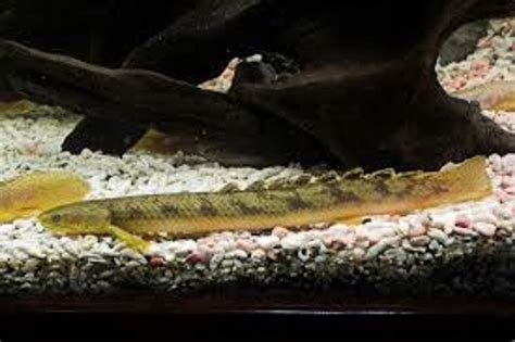 Polypterus Palmas 8cm Akvarieboden