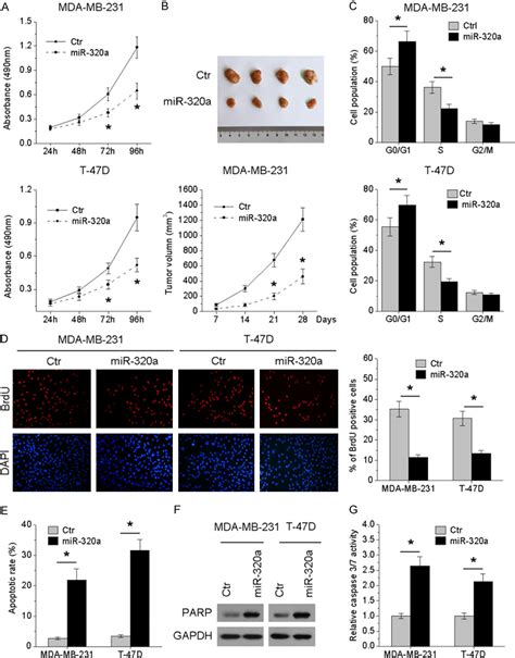 Figure From Microrna A Inhibits Proliferation And Invasion Of