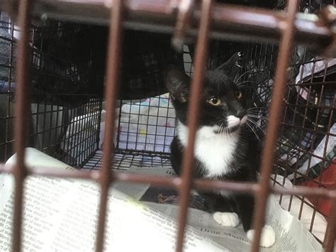baltimore county animal services 9