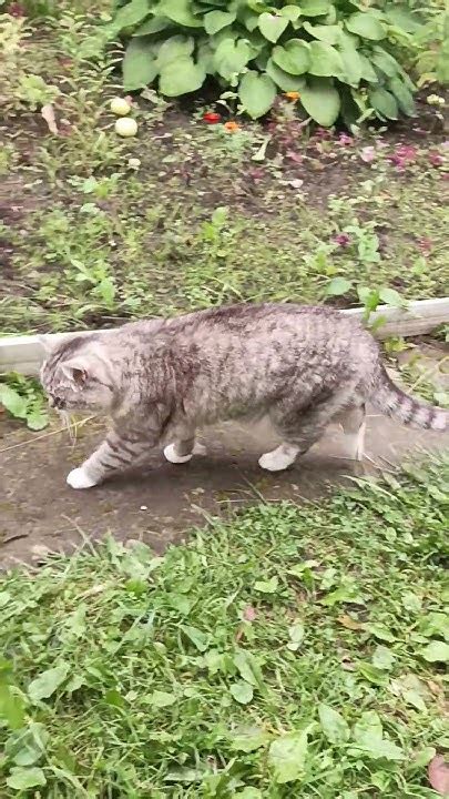 Кошка Соня вышла на охоту #4k #cat #кошачьи - YouTube
