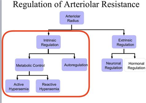 Cardiovascular 5 Local Control Of Blood Flow Flashcards Quizlet