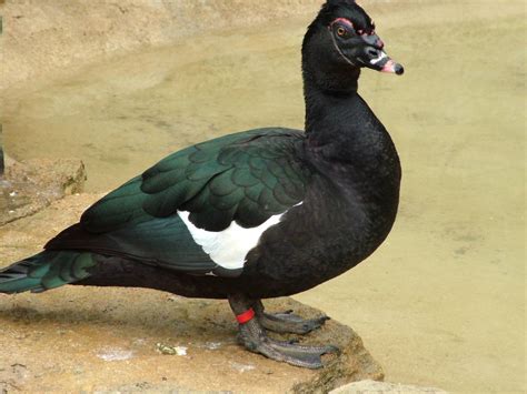 Wild African Muscovy Duck Backyard Chickens
