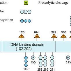 2 Schematic representation of the p53 protein primary structure and the... | Download Scientific ...