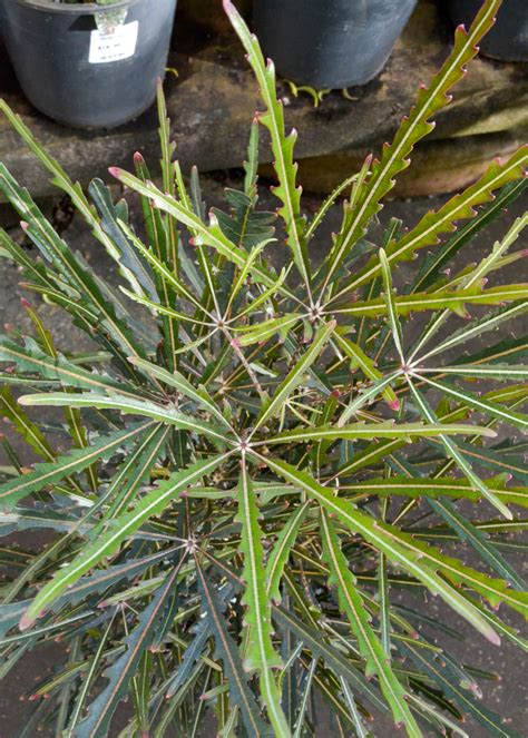 Schefflera - False Aralia - Guildford Garden Centre