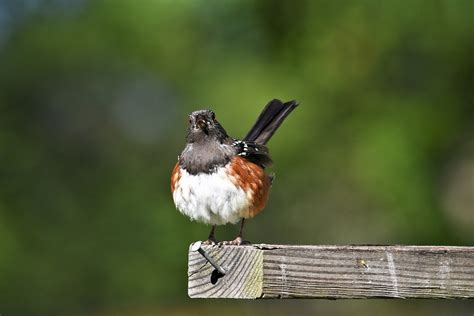 Spotted Towhee Bird Wild - Free photo on Pixabay - Pixabay