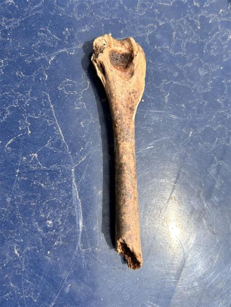 kind  bone rboneidentification
