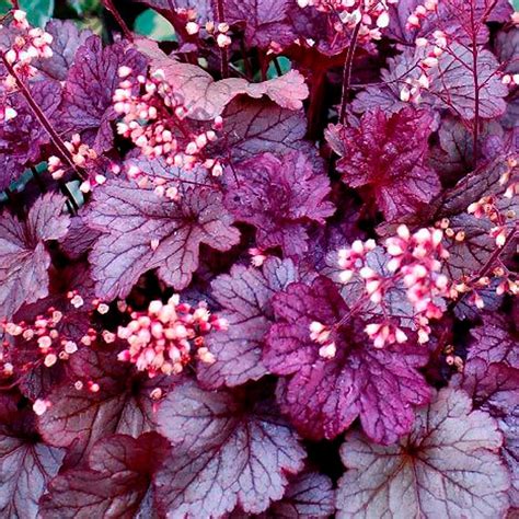 Садовое растение с фиолетовыми листьями - 66 фото