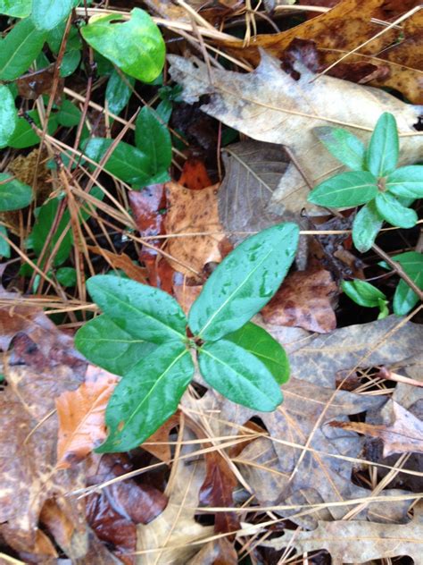 The Unstoppable Vine Walter Reeves The Georgia Gardener