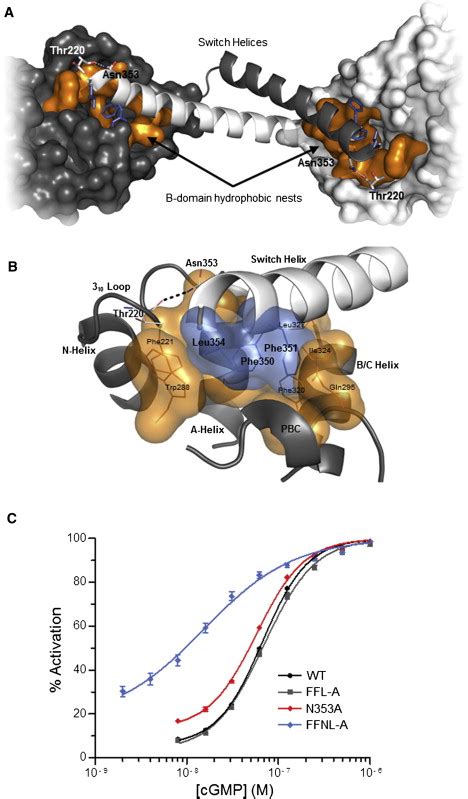 Crystal Structure Of Cgmp Dependent Protein Kinase Reveals Novel Site