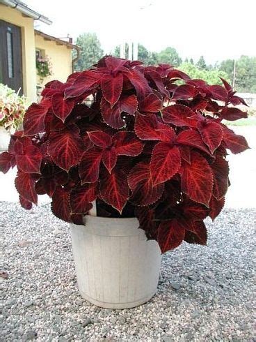 Колеус Wizard Velvet Red (0,1л) - Завод ФЛОРА