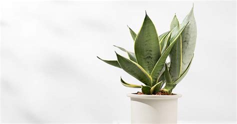Guide to Snake Plant Care: Tips for a Thriving Indoor Plant