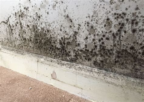 Housing portal NAU deadline shifts impact student living plans 18