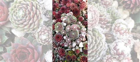 Молодило каменная роза купить в Москве | Товары для дома и дачи | Авито