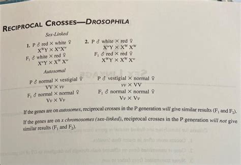 Solved Sex Linkage In Drosophila Melanogaster Male XY Chegg