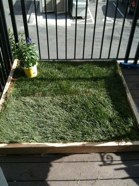 Outdoor Dog Potty