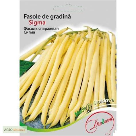 Продам спаржевую фасоль, сорт "Сигма" — Agro-Moldova