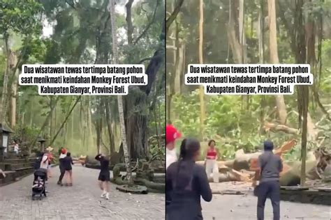 Foto Imbas Pohon Tumbang Monkey Forest Ubud Tutup Hingga Desember