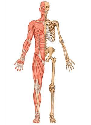 El Sistema Oseo Y Muscular Jugadas Quizizz